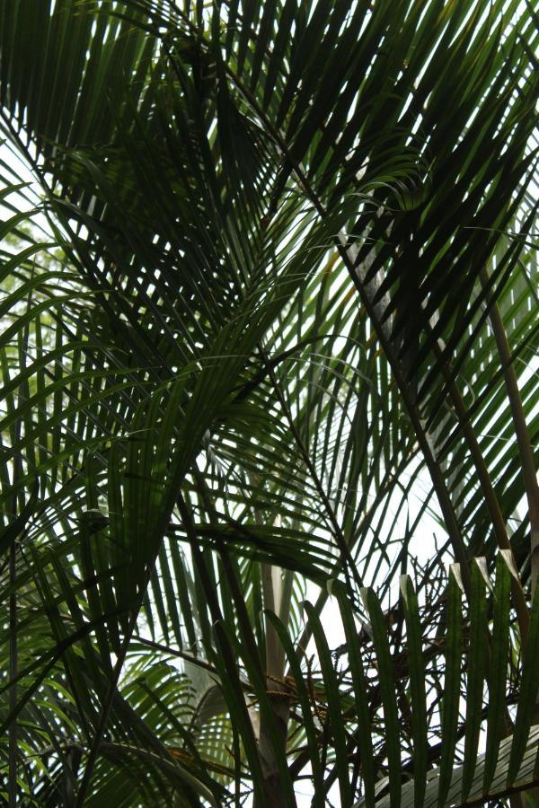 Cabinas Tortuguero Exterior foto